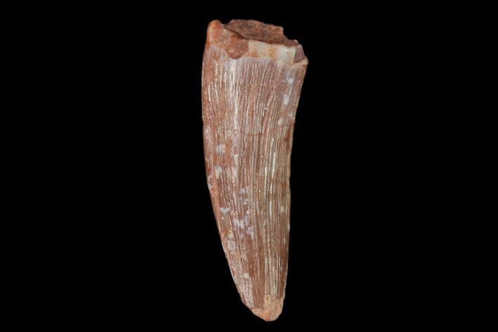 Fossil Phytosaur Tooth - New Mexico #133310